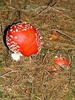 Amanite tue-mouches - Amanita muscaria (05)